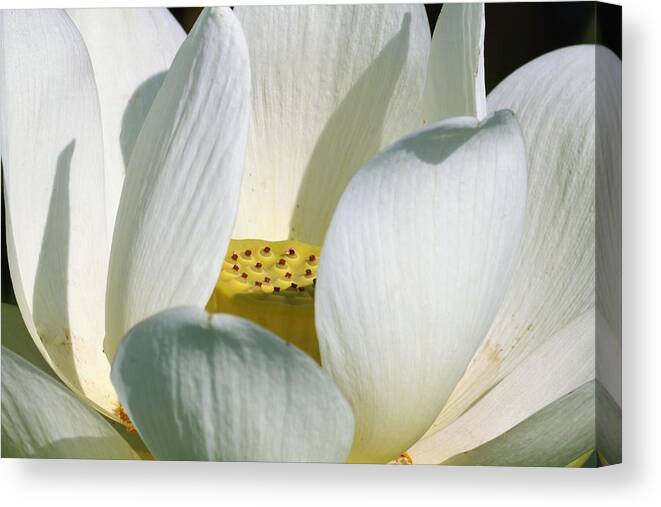 Nature Canvas Print featuring the photograph White Lotus Flower by Sheila Brown