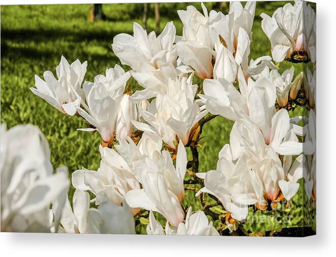 Magnolien Canvas Print featuring the photograph White Magnolien blooming by Marina Usmanskaya