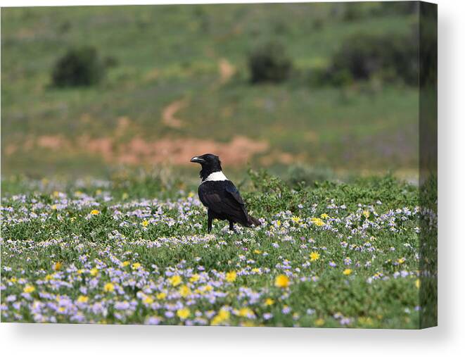 Raven Canvas Print featuring the photograph White Necked Raven by Ben Foster