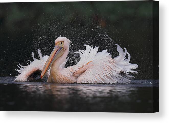 Pelican Canvas Print featuring the photograph White Pelican by C.s.tjandra