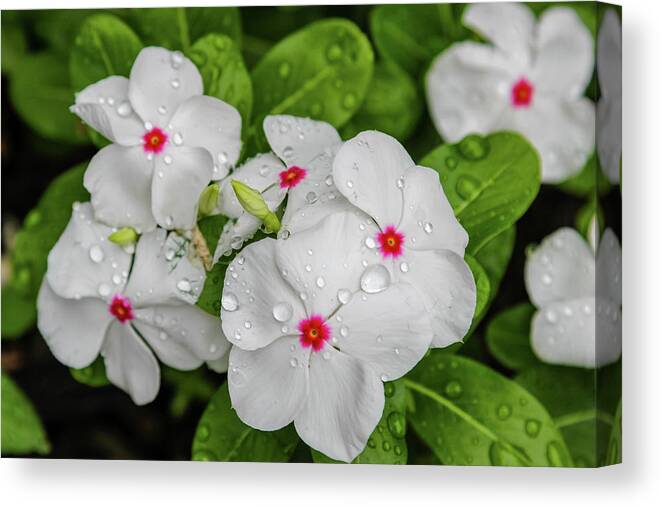 Vinca Canvas Print featuring the photograph White Periwinkle by Aashish Vaidya
