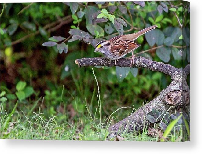 Wildlife Canvas Print featuring the photograph White-throated Sparrow by John Benedict