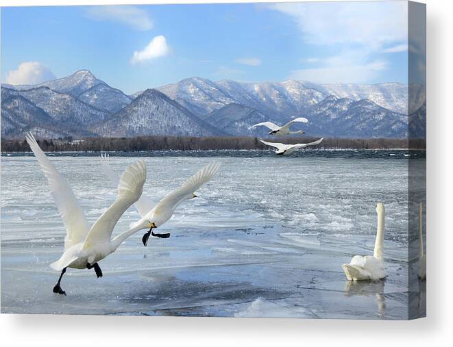 Hokkaido Canvas Print featuring the photograph Whooper Swan Starting The Flight by Lucia Terui
