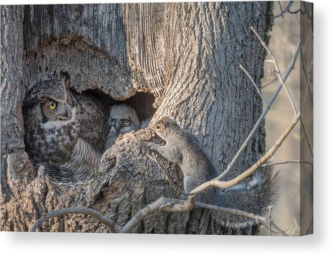 Owl Canvas Print featuring the photograph Who's Coming To Dinner????? by Nick Kalathas
