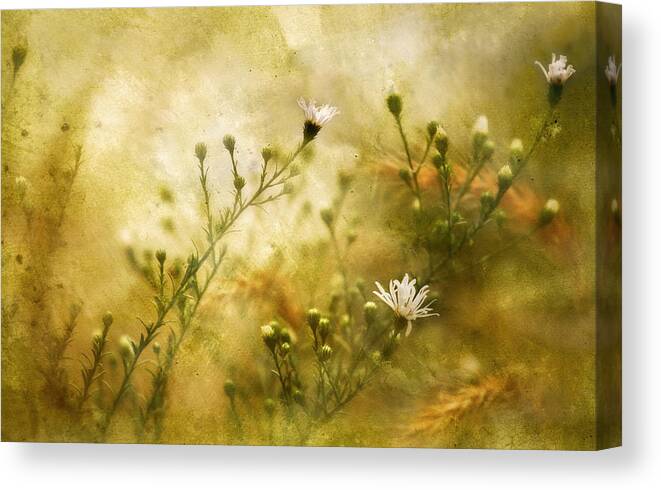 Wild Canvas Print featuring the photograph Wild Daisy by Wei Liu