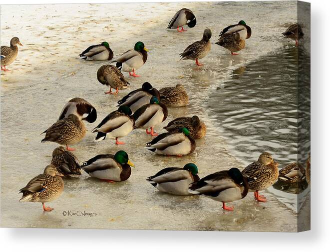Wild Ducks Canvas Print featuring the photograph Wild Ducks Resting on Ice by Kae Cheatham