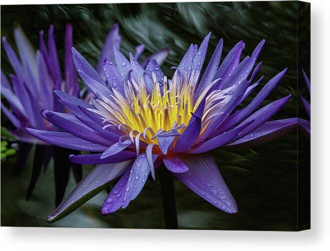 Lily Canvas Print featuring the photograph Wild by Les Greenwood