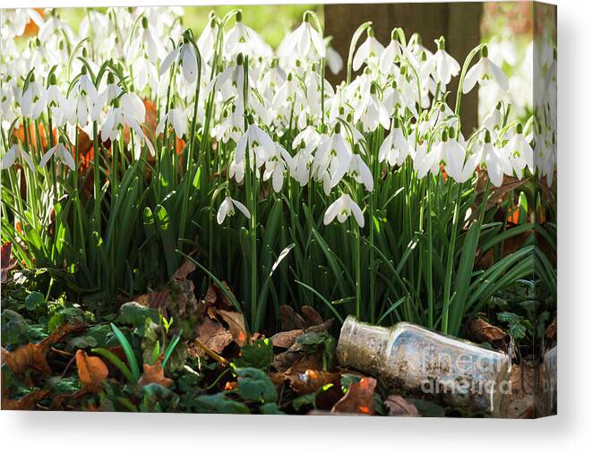 Snowdrops Canvas Print featuring the photograph Wild snowdrops flowers and glass jar by Simon Bratt
