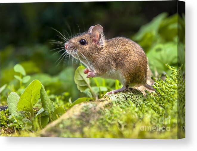 German Canvas Print featuring the photograph Wild Wood Mouse Resting On The Root by Rudmer Zwerver