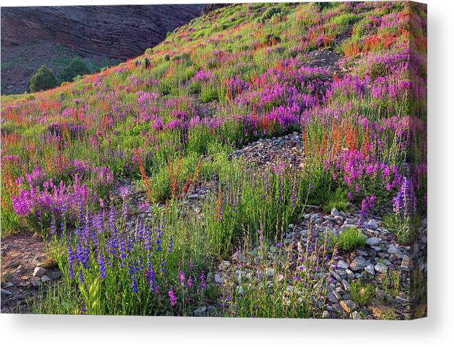 Wildflowers Canvas Print featuring the photograph Wildflower Hill by Denise Bush