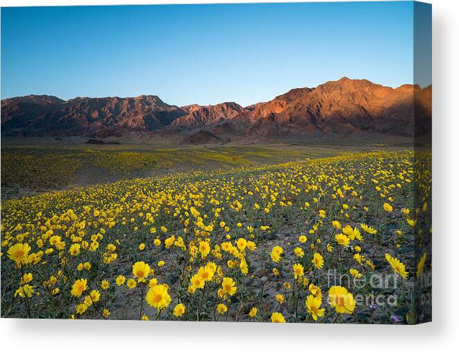 Usa Canvas Print featuring the photograph Wildflower Super Bloom In Spring Death by Phitha Tanpairoj