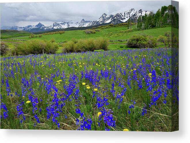 Ouray Canvas Print featuring the photograph Wildflowers along Last Dollar Road by Ray Mathis