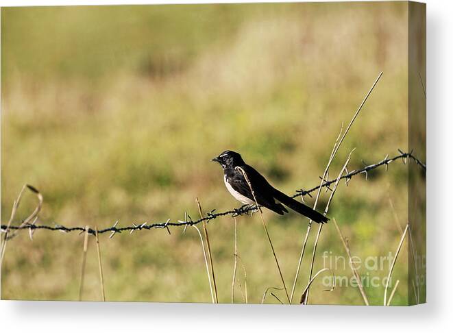 Willie Wagtail Canvas Print featuring the photograph Willie Wagtail Bird by Kaye Menner by Kaye Menner