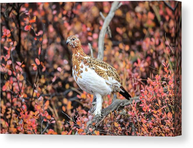 Sam Amato Photography Canvas Print featuring the photograph Willow Ptarmigan Denali National Park by Sam Amato