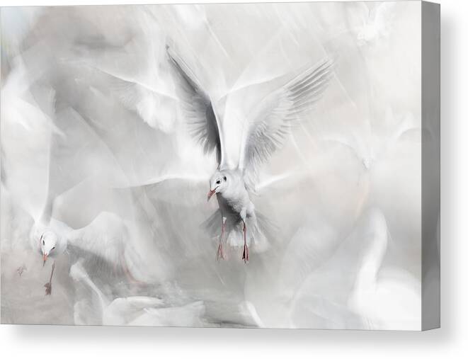 Seagull Canvas Print featuring the photograph Winds Of Freedom by Martine Benezech
