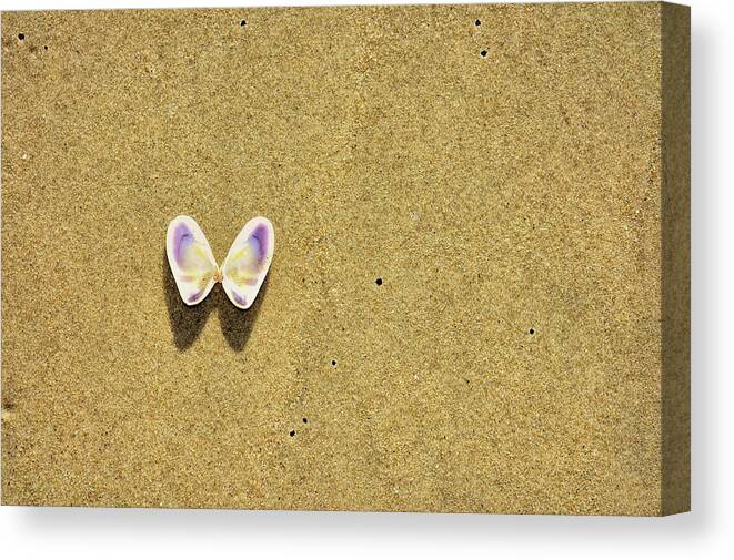 Banker Canvas Print featuring the photograph Winged Coquina by JAMART Photography