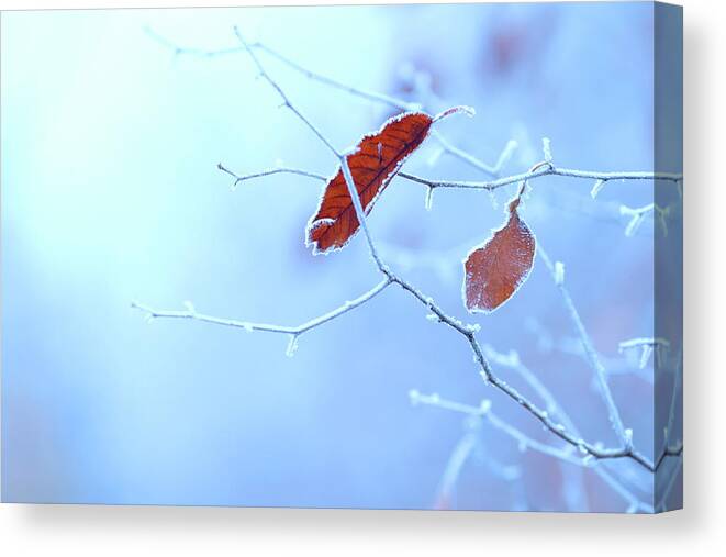 Snow Canvas Print featuring the photograph Winter Background by Bgfoto
