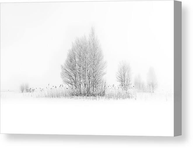 Briches Canvas Print featuring the photograph Winter Birches... by Nina Pauli