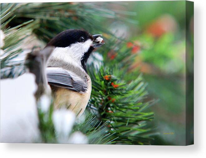 Bird Canvas Print featuring the photograph Winter Chickadee With Seed by Christina Rollo