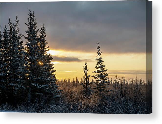 Forest Canvas Print featuring the photograph Winter Forest Sunrise by Mark Hunter