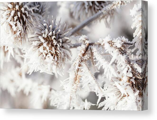 Freezing Canvas Print featuring the photograph Winter frost on a garden thistle close up by Simon Bratt
