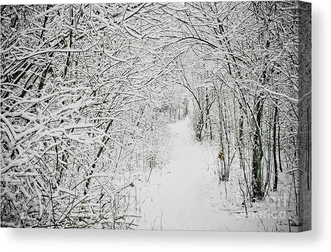 Clinton River Park Canvas Print featuring the photograph Winter Walk in the Woods by Mark Graf
