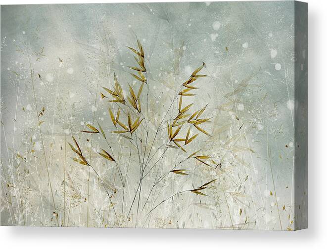 Grass Canvas Print featuring the photograph Wintertime by Nel Talen