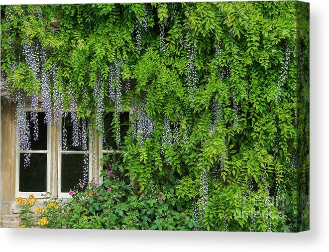 Wisteria Canvas Print featuring the photograph Wisteria Flowering Around a Cotswold Cottage Window by Tim Gainey