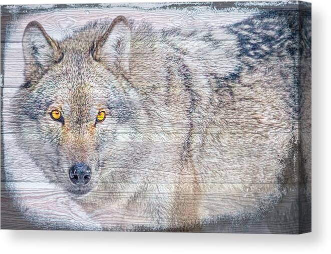 Animals Canvas Print featuring the digital art Wolf Stare by Debra and Dave Vanderlaan