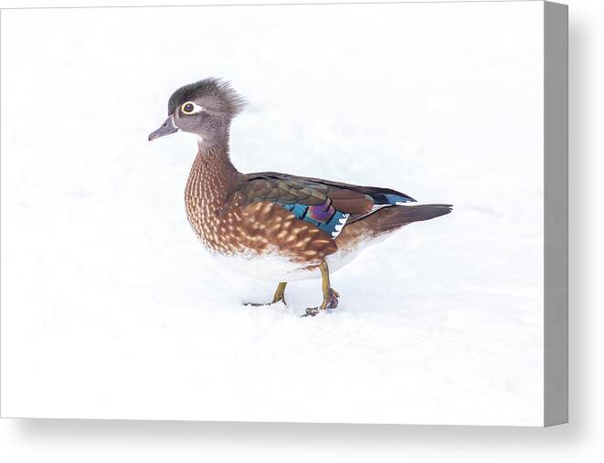 Wood Duck In Winter Canvas Print featuring the photograph Wood duck in winter by Lynn Hopwood