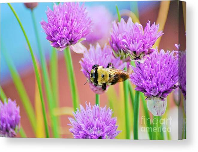 Chives Canvas Print featuring the photograph Working all the Angles by Merle Grenz