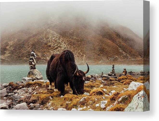 Yak Canvas Print featuring the photograph Yak Standing At Riverbank During Foggy Weather by Cavan Images