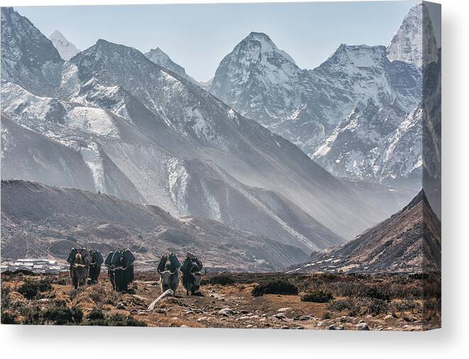 Yaks Canvas Print featuring the photograph Yaks Carrying Luggage While Walking Against Mountains At Sagarmatha National Park by Cavan Images