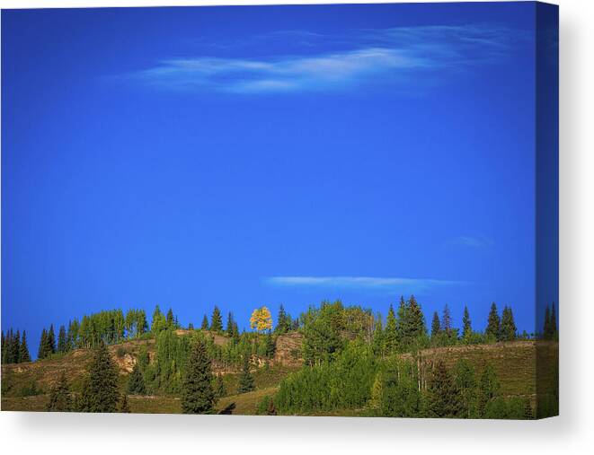 Aspens Canvas Print featuring the photograph Yellow # 1 by Jen Manganello