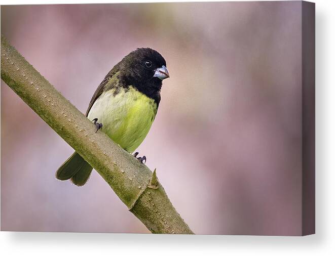 Colombia Canvas Print featuring the photograph Yellow Bellied Seedeater Fincas Verdes San Antonio Tolima Colomb by Adam Rainoff