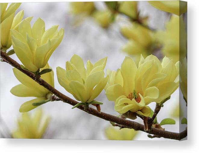 Dogwood Canvas Print featuring the photograph Yellow Dogwood Bloom by Mary Anne Delgado