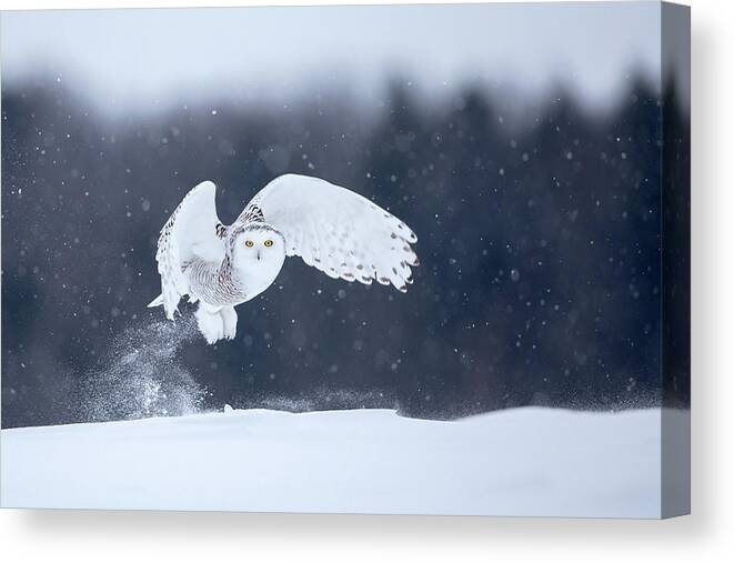 Snowy Canvas Print featuring the photograph Yellow Eyes by Alessandro Catta