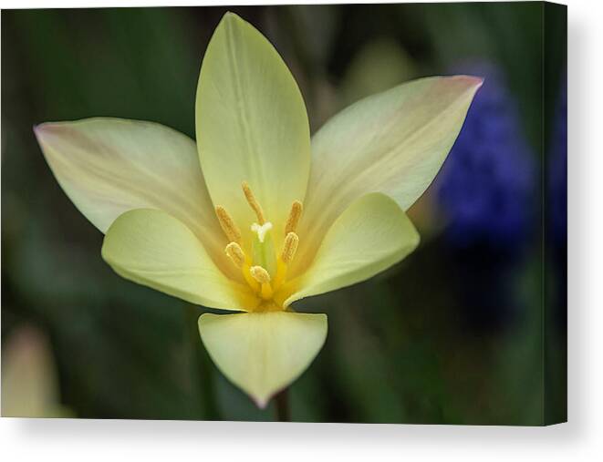 Plant Canvas Print featuring the photograph Yellow Rain Lily By Tl Wilson Photography by Teresa Wilson