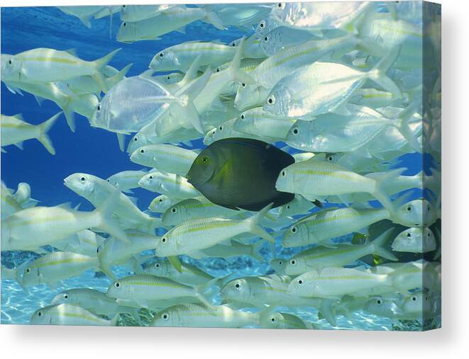 Underwater Canvas Print featuring the photograph Yellow Surgeon Fish With Yellow Stripe by Comstock