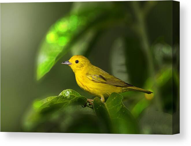 Yellow Warbler Canvas Print featuring the photograph Yellow Warbler by Jian Xu