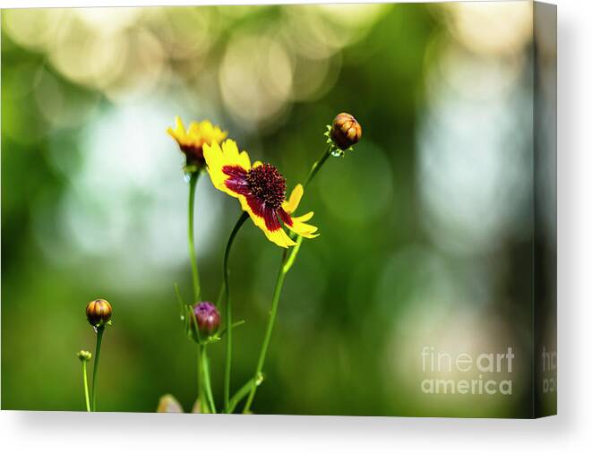 Background Canvas Print featuring the photograph Yellow Wildflower by Raul Rodriguez