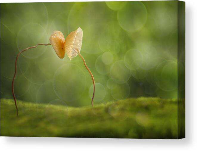 Macro Canvas Print featuring the photograph You & I by Hendy Mp