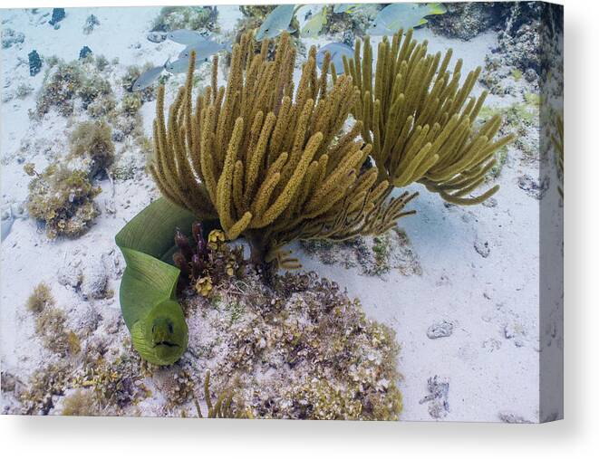 Eel Canvas Print featuring the photograph You Called? by Lynne Browne