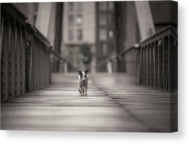 Dogs Canvas Print featuring the photograph You Can Go Your Own Way... by Heike Willers
