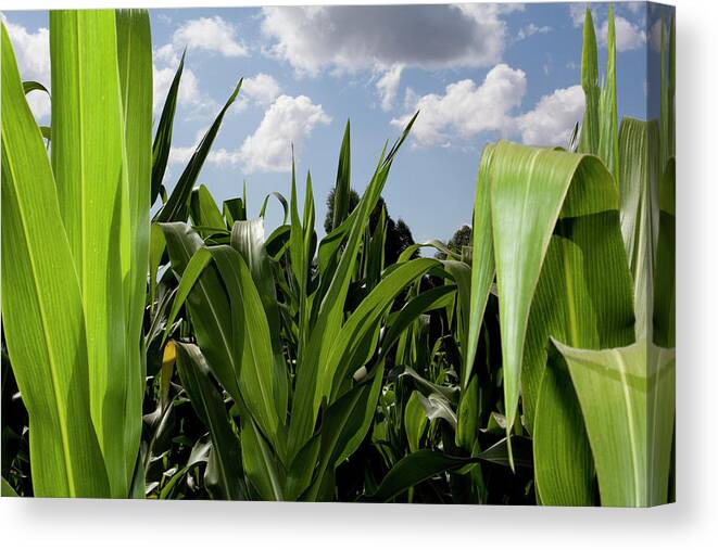Kenya Canvas Print featuring the photograph Young Corn Plants Photographed Outside by Frank Rothe