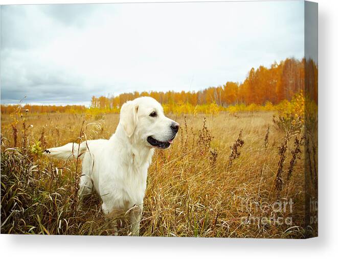 Handsome Canvas Print featuring the photograph Young Golden Retriever For A Walk by Evgeny Bakharev