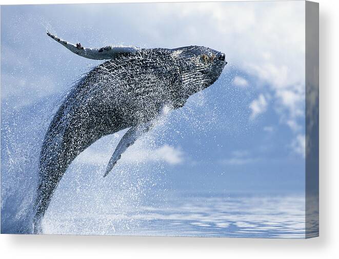 One Animal Canvas Print featuring the photograph Young Humpback Whale Megaptera by Paul Souders