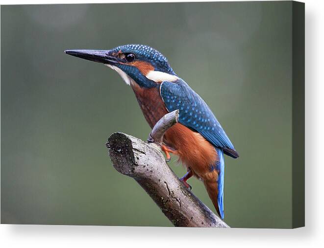Animal Themes Canvas Print featuring the photograph Young Juvenile Female Kingfisher Ready by Hans Davis Photography