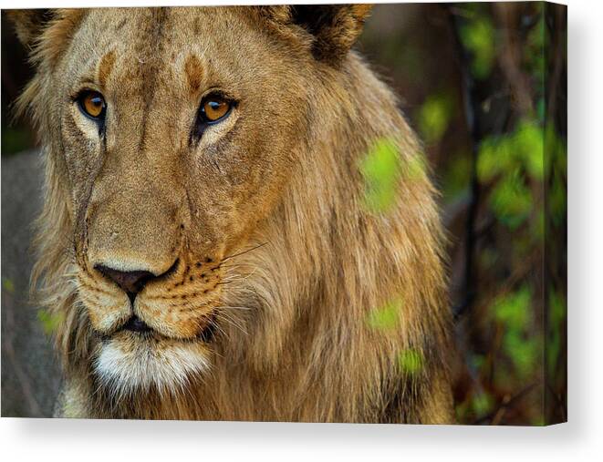 Sebastian Kennerknecht Canvas Print featuring the photograph Young Male African Lion, Namibia by Sebastian Kennerknecht