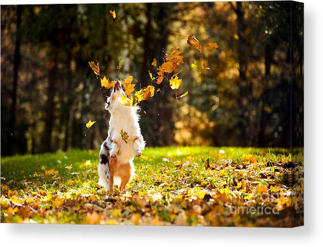 Play Canvas Print featuring the photograph Young Merle Australian Shepherd Playing by Ksenia Raykova